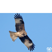 گونه سنقر تالابی شرقی Eastern Marsh Harrier